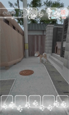 迷途猫1