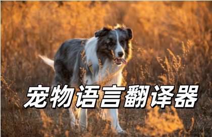 宠物语言翻译器